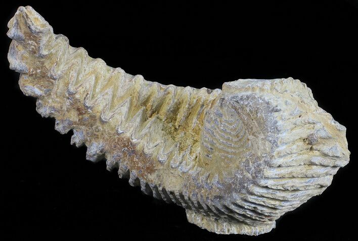 Cretaceous Fossil Oyster (Rastellum) - Madagascar #54467